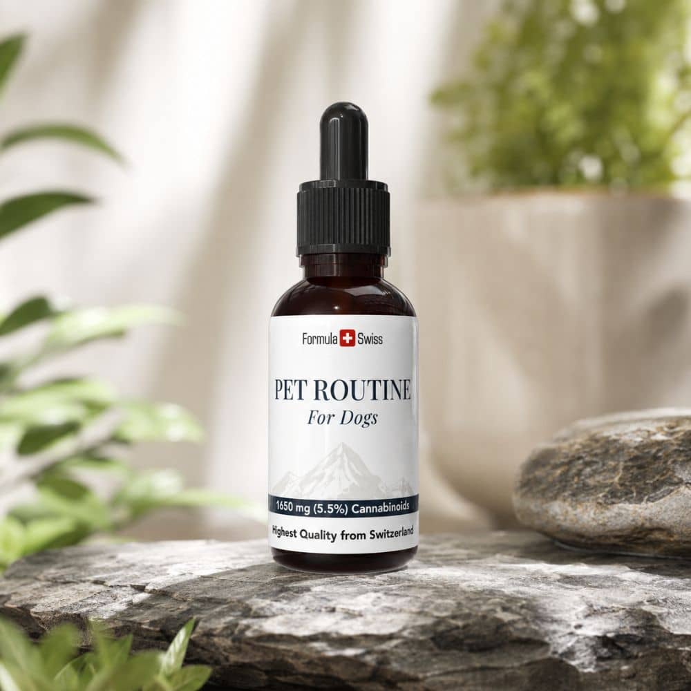Bottle of 'Pet Routine for Dogs' on a stone surface with plants in the background